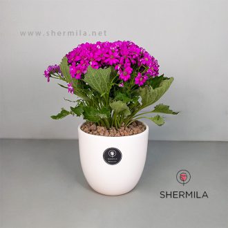 گلدان سینره