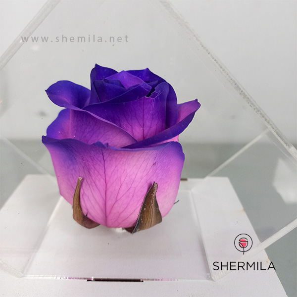 خرید رز جاودان