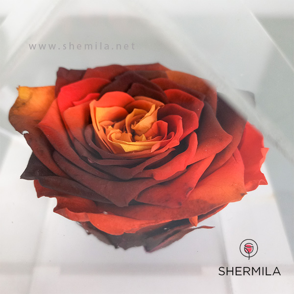 رز چاودان شیک