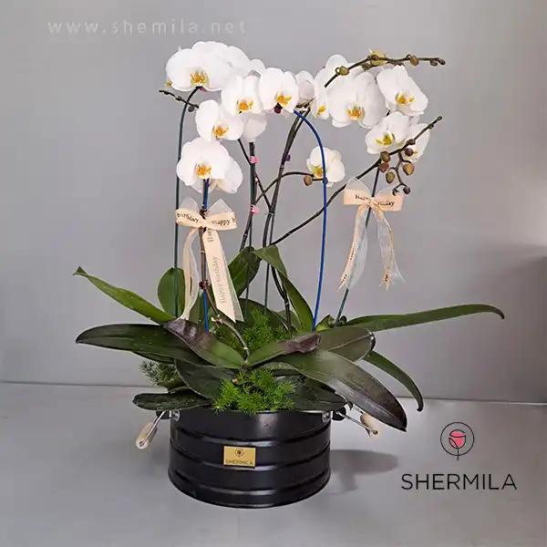 گل و گیاه روز دختر