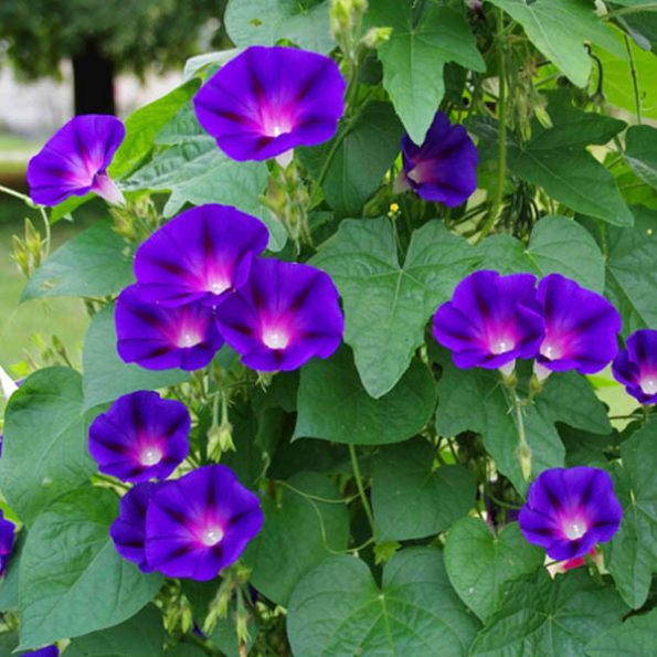 عکس گل نیلوفر رونده