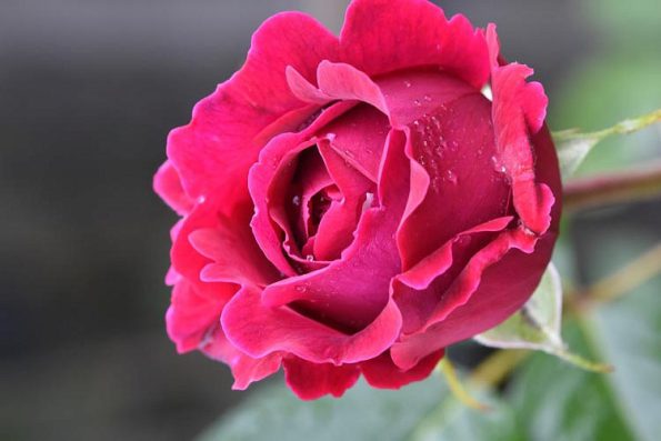 عکس رز سسیل برونر