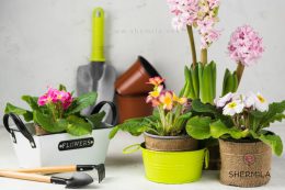 گلهای آپارتمانی گلدار