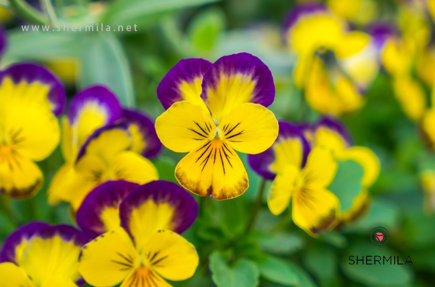 گل‌های آپارتمانی گلدار 2