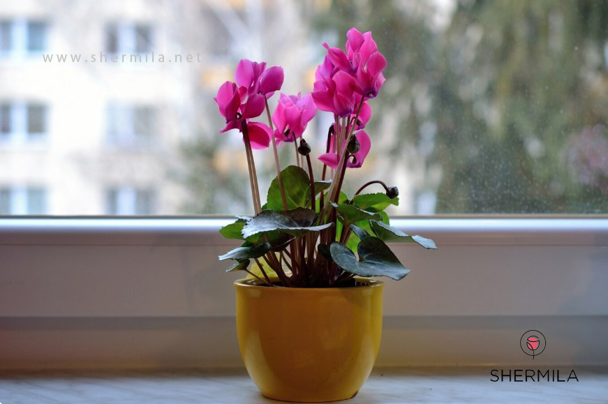 گل‌های آپارتمانی گلدار 4