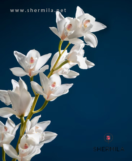 گل‌های آپارتمانی گلدار 6