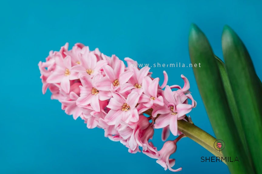 معرفی انواع گل های پیازی - گل سنبل