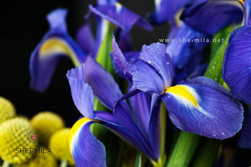 معرفی انواع گل های پیازی 1