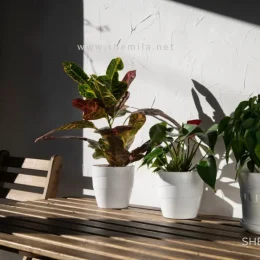 گلهای آپارتمانی کم نور 5