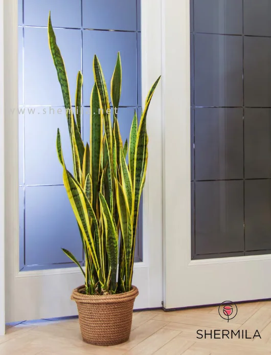 گل‌های آپارتمانی کم نور 3