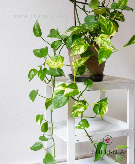 گل‌های آپارتمانی کم نور 2