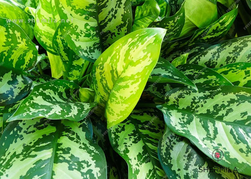 گل‌های آپارتمانی کم نور