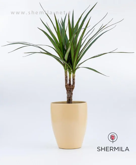 گل‌های آپارتمانی کم نور 1