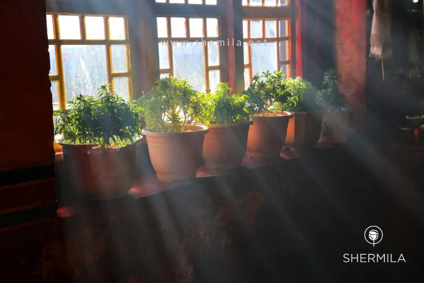 گل‌های آپارتمانی کم نور 4