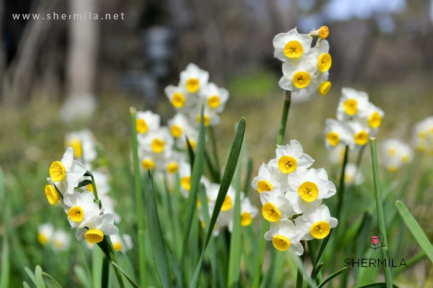 معرفی انواع گل های پیازی - گل نرگس