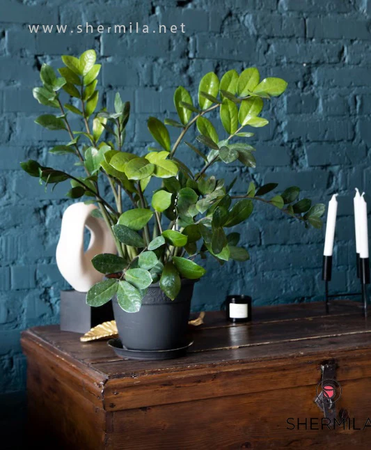 گل برای سرویس بهداشتی بدون نور 1