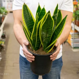 نگهداری گیاه سانسوریا 2