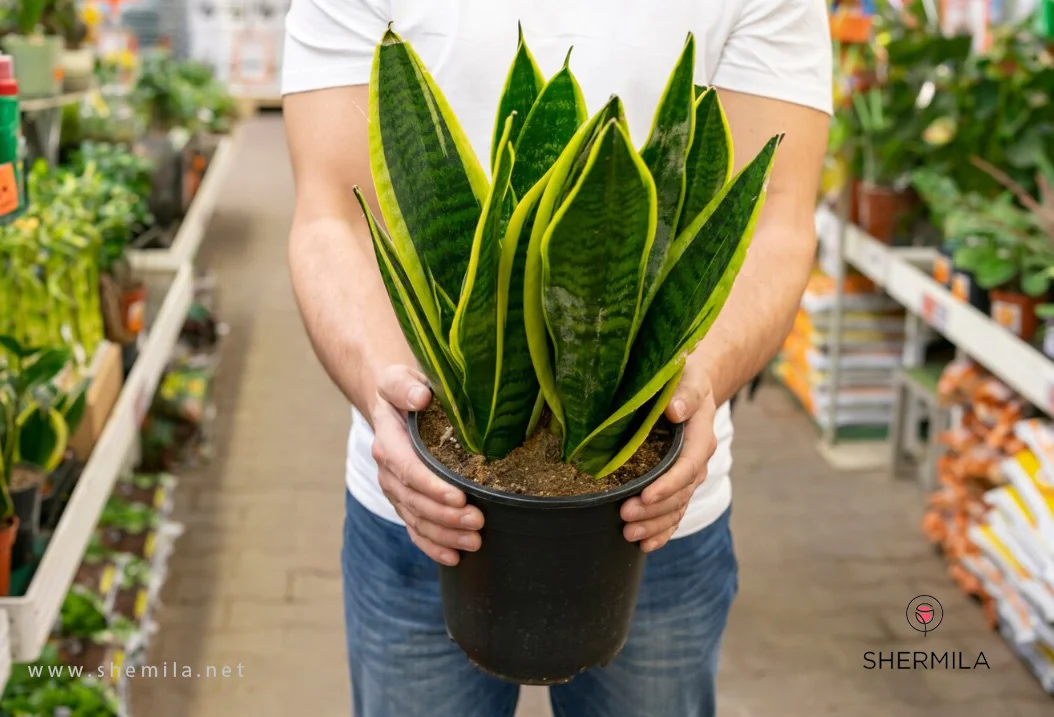 نگهداری گیاه سانسوریا 2