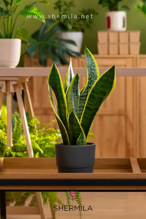 نگهداری گیاه سانسوریا