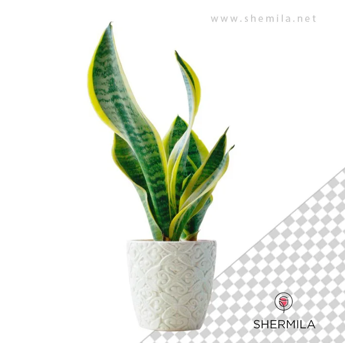 نگهداری گیاه سانسوریا 1