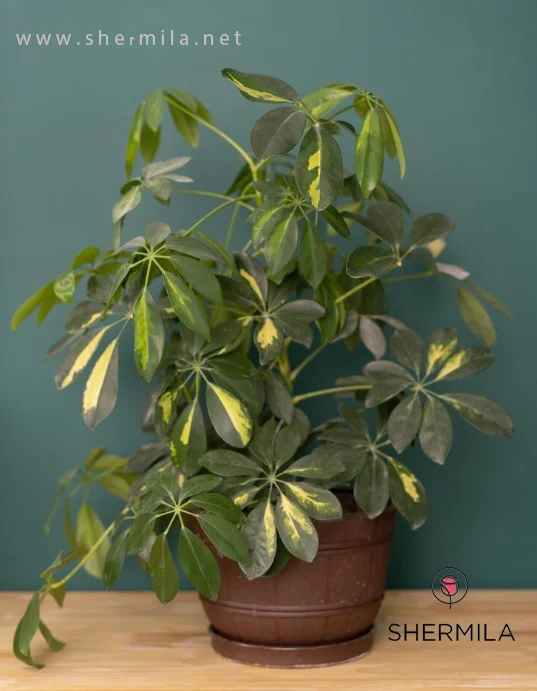 گل آپارتمانی شفلرا 4