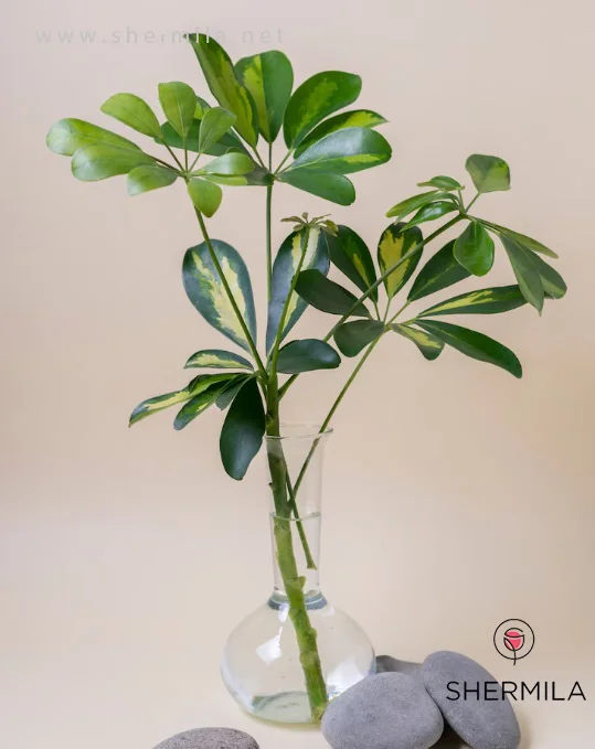 گل آپارتمانی شفلرا 5