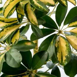 گل آپارتمانی شفلرا 3