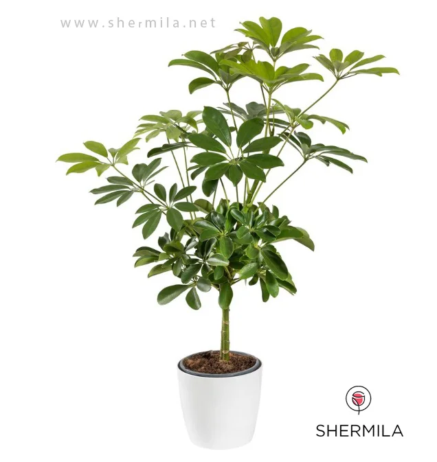 گل آپارتمانی شفلرا؛ معرفی، شرایط نگهداری و نکات مهم 2