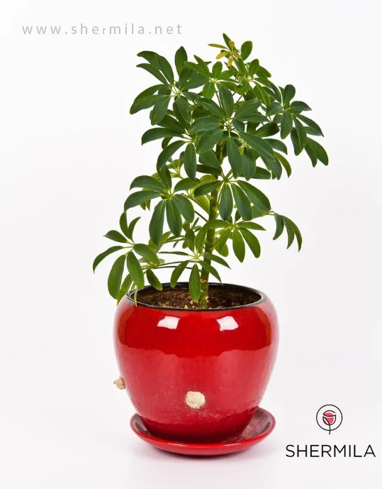 گل آپارتمانی شفلرا؛ معرفی، شرایط نگهداری و نکات مهم