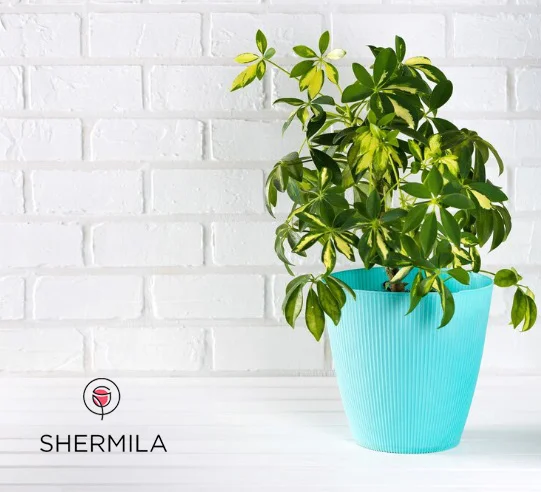 گل آپارتمانی شفلرا