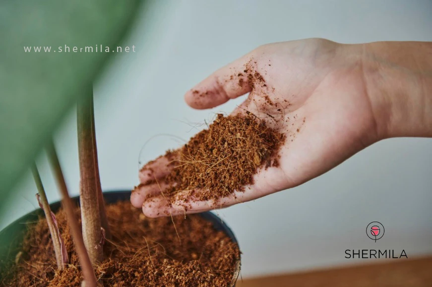 بهترین خاک برای گل‌های آپارتمانی 4