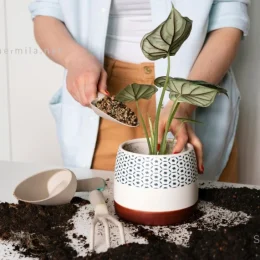 بهترین خاک برای گلهای آپارتمانی