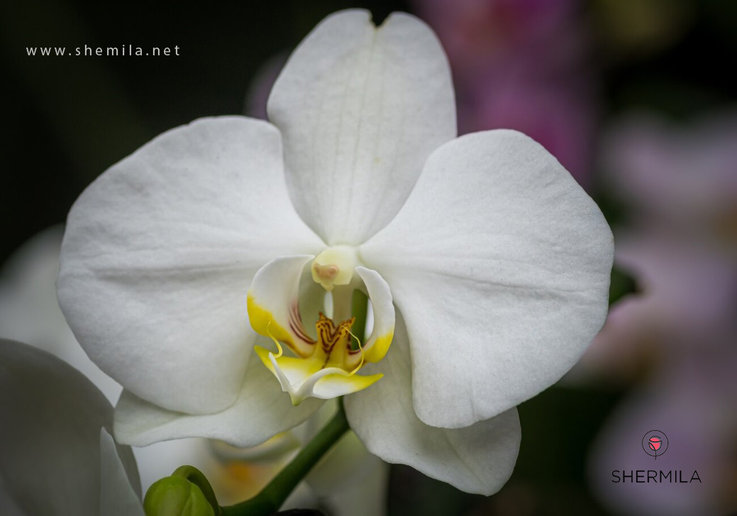 گل ارکیده سفید