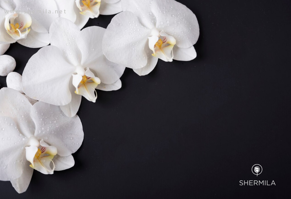 گل ارکیده سفید 1