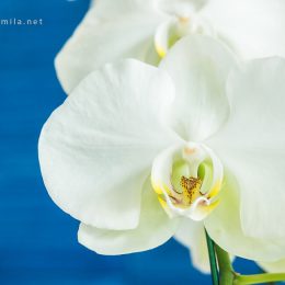 گل ارکیده سفید 2