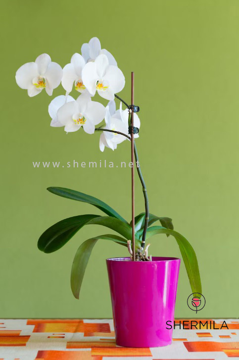 گل ارکیده سفید 5