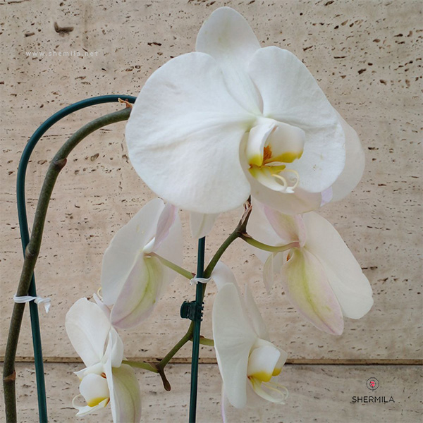 گل ارکیده سفید 6