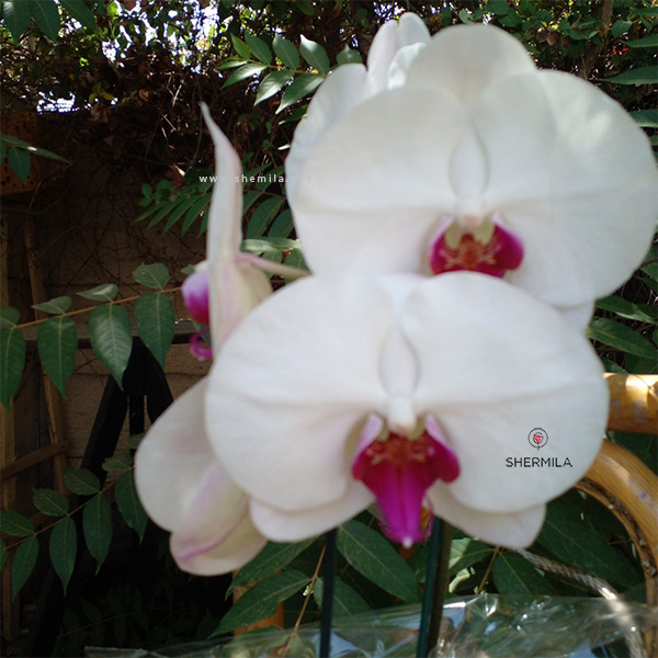 گل ارکیده سفید 7
