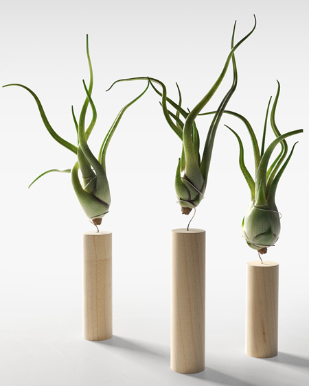 انواع گیاهان مینیاتوری آپارتمانی 6