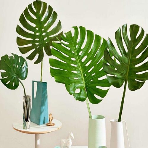 برنگ انجیری