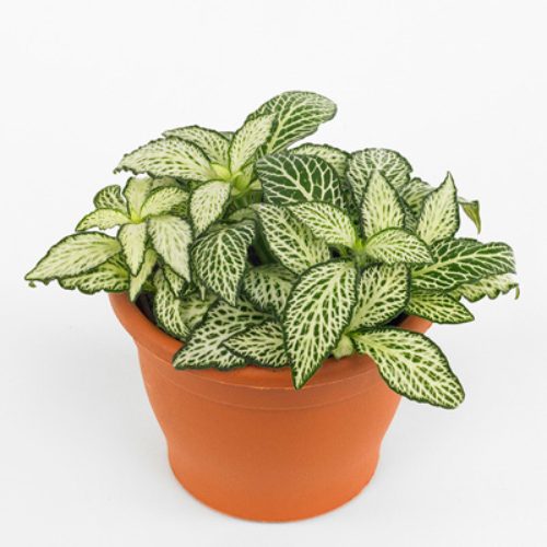 انواع گیاهان مینیاتوری آپارتمانی 5