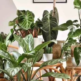 معرفی انواع گیاهان آپارتمانی سبز