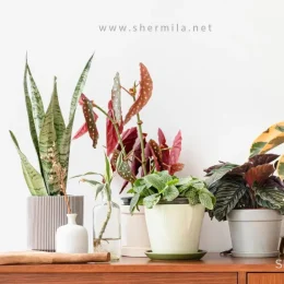 گل آپارتمانی با برگهای رنگی 1