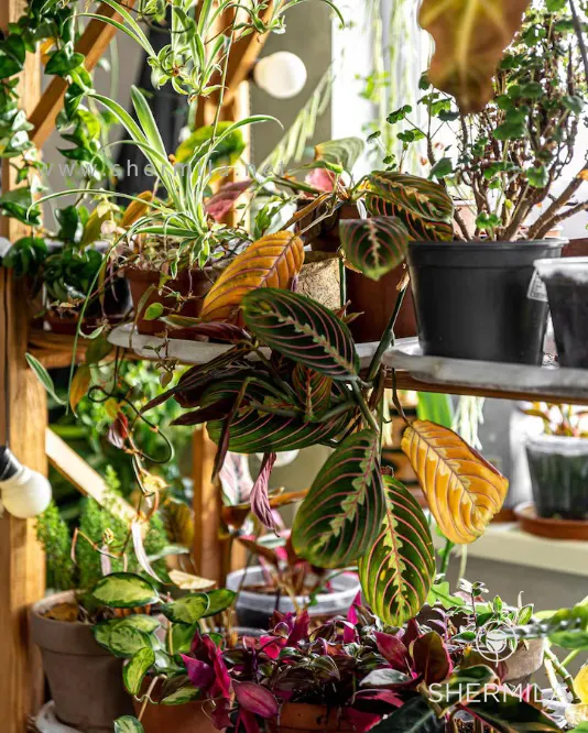 گل آپارتمانی با برگ‌های رنگی 2