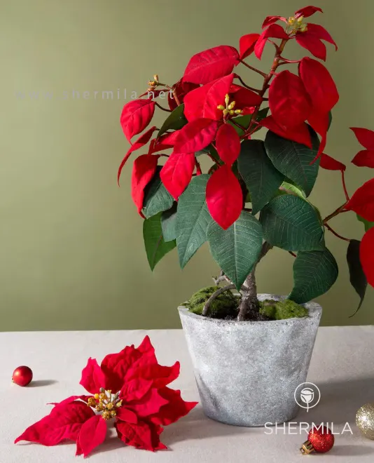 گل آپارتمانی با برگ‌های رنگی 3