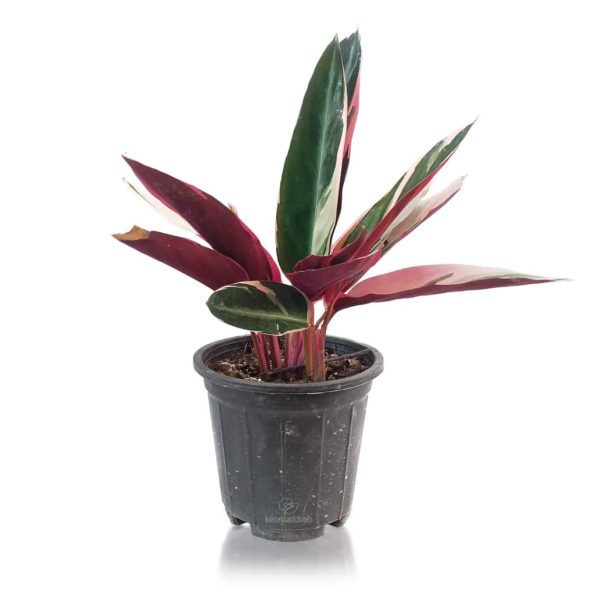 انواع گیاهان مینیاتوری آپارتمانی 7