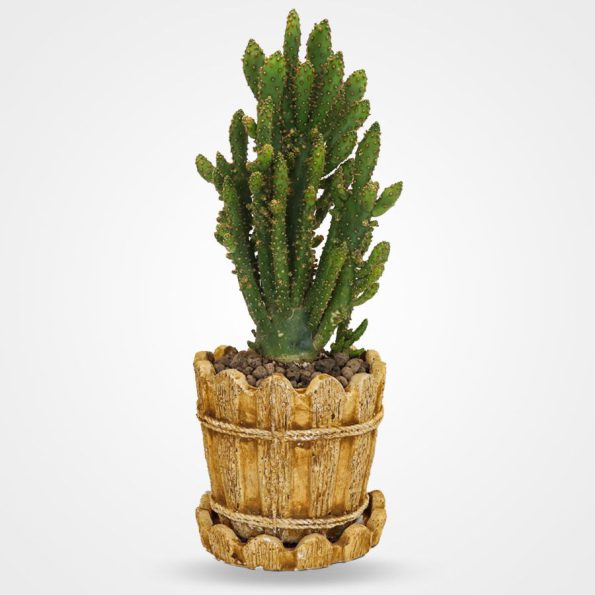 انواع گیاهان مینیاتوری آپارتمانی 3