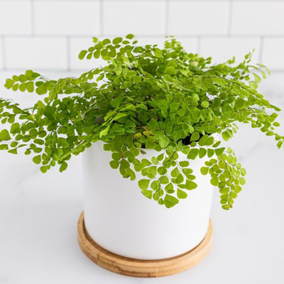 انواع گیاهان مینیاتوری آپارتمانی 88