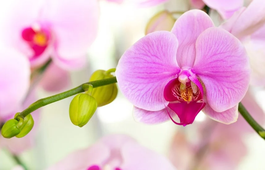 گل ارکیده نماد چیست 1