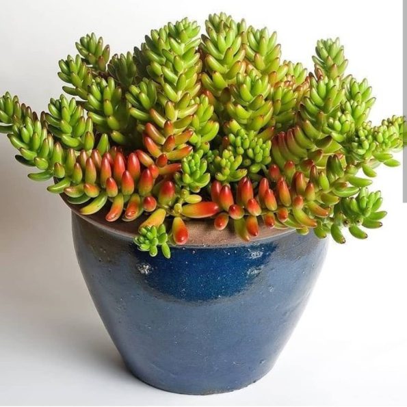 انواع گیاهان مینیاتوری آپارتمانی 1